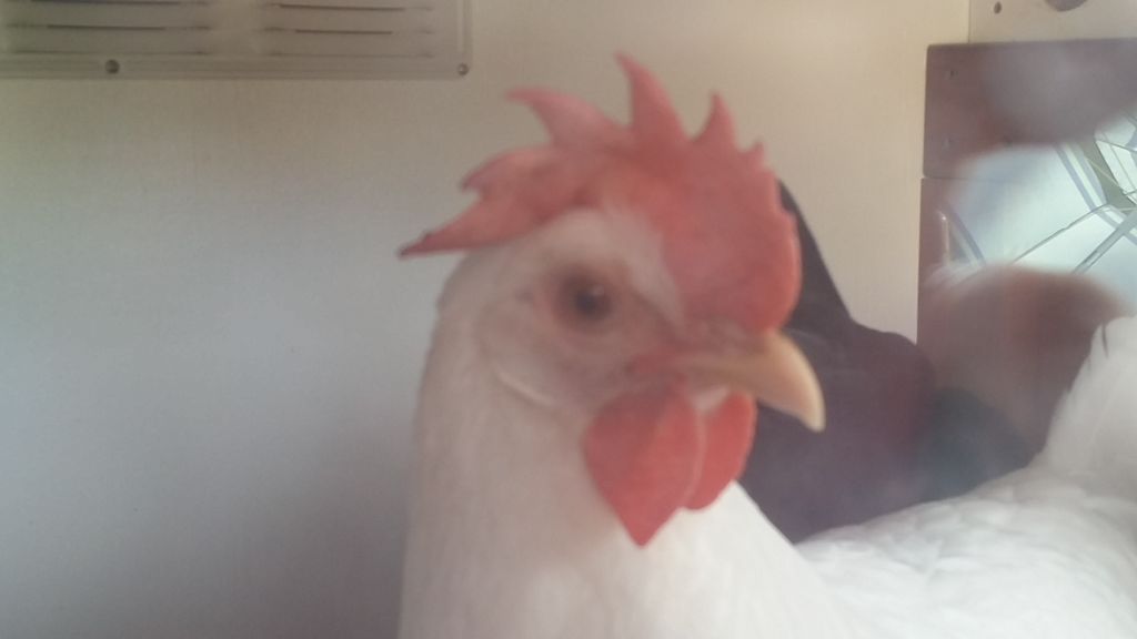 Readers show their chickens